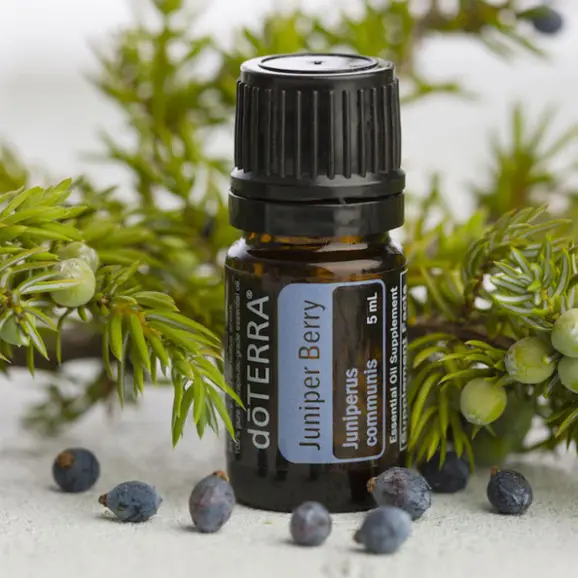 Uleiul esențial de IENUPĂR – Juniper Berry –  JUNIPERUS COMUNIS