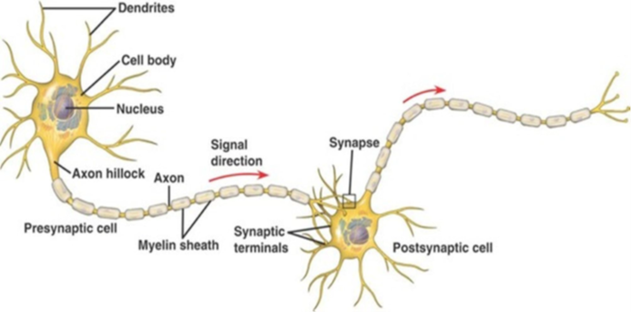 Creierul holonomic - Bohm și Pribram